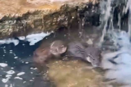 nadir-gorulen-yavru-su-samurlari-goruntulendi