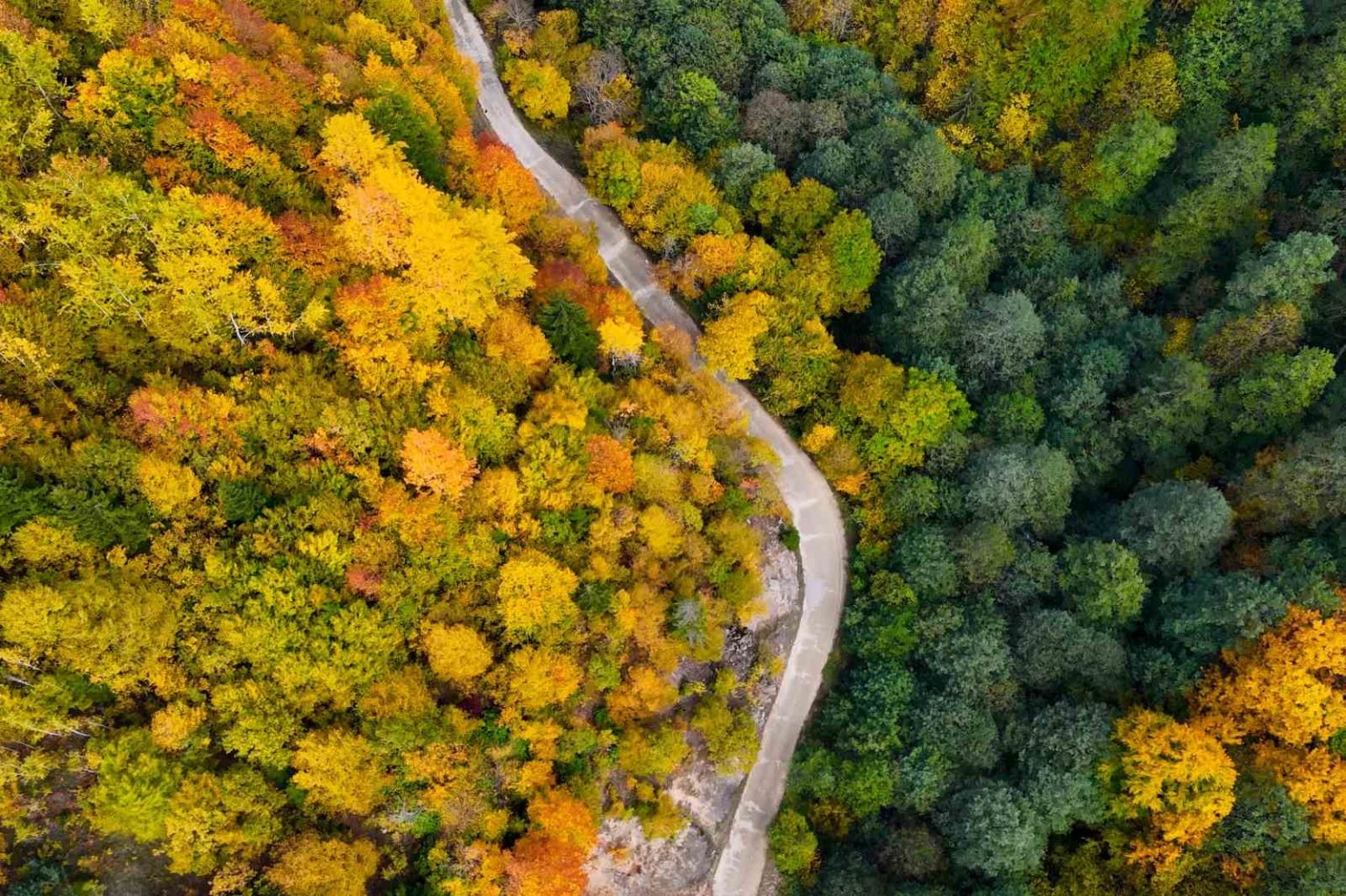 orumcek-ormanlarinda-renklerin-muhtesem-dansi