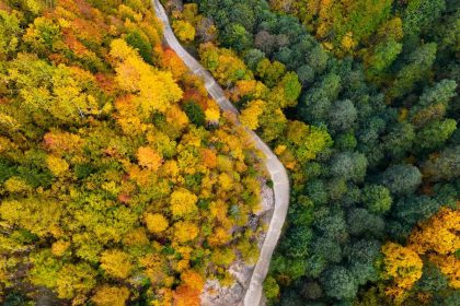 orumcek-ormanlarinda-renklerin-muhtesem-dansi