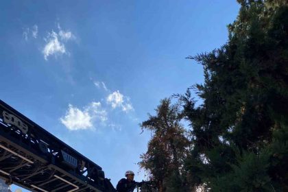 sanliurfada-agacta-mahsur-kalan-yavru-kedi-kurtarildi