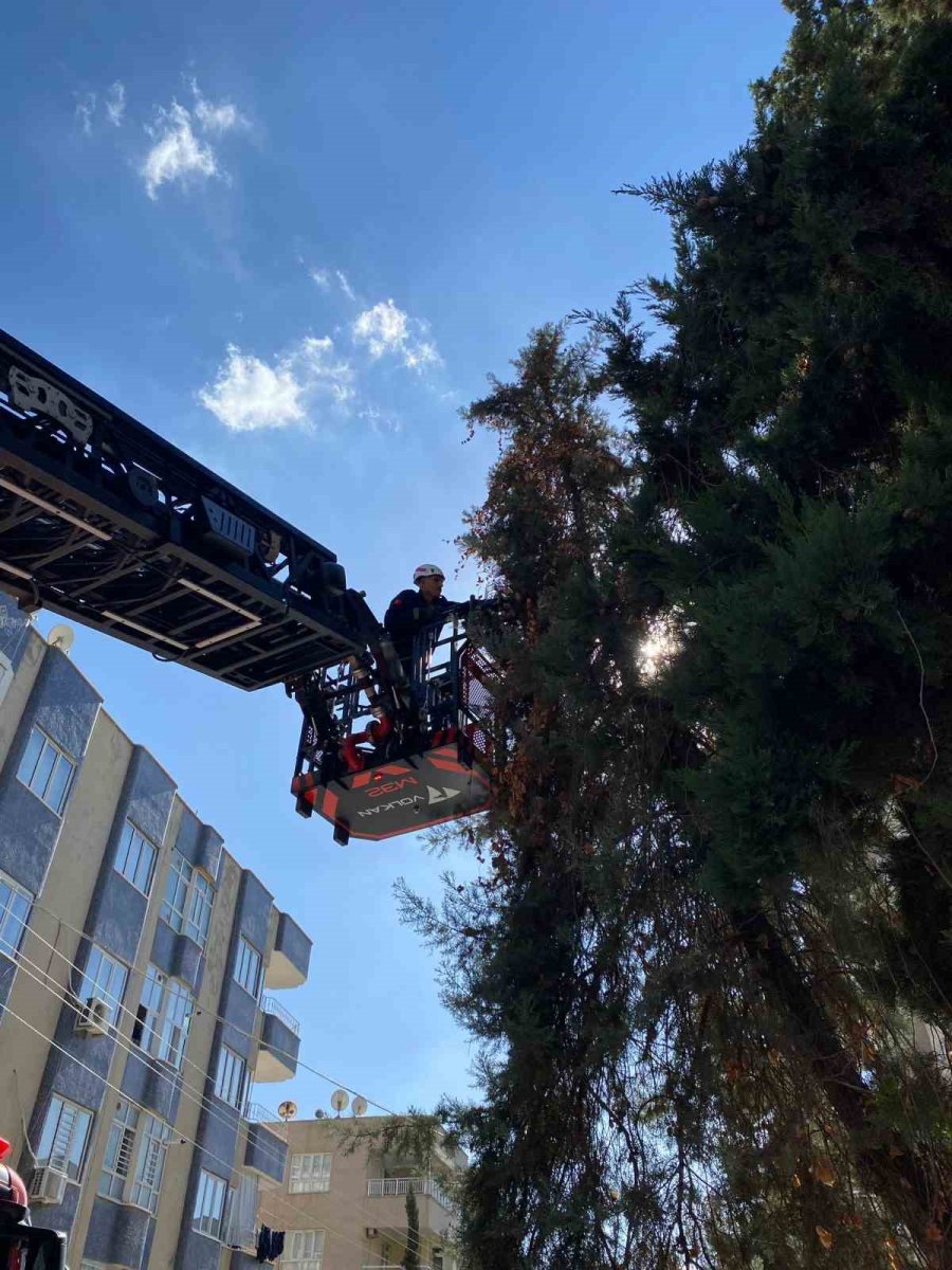 sanliurfada-agacta-mahsur-kalan-yavru-kedi-kurtarildi