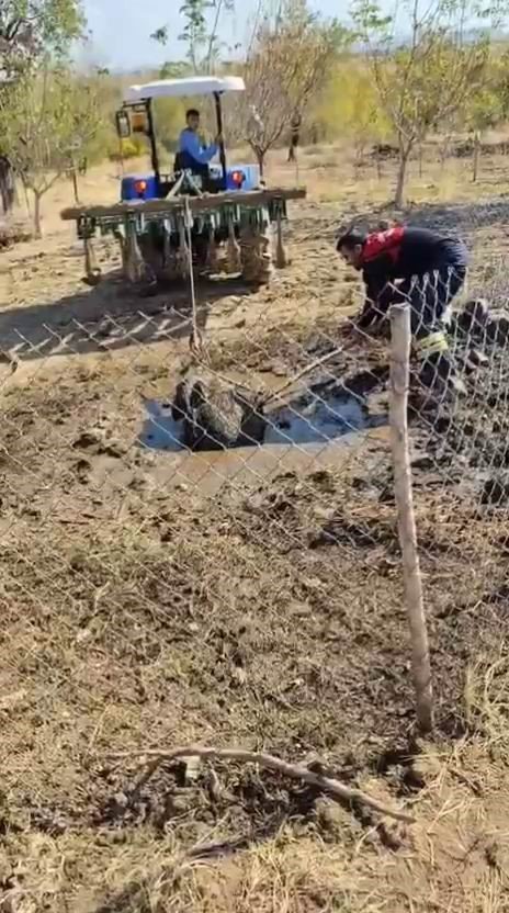 septik-kuyusuna-dusen-yaban-domuzu-traktor-yardimiyla-kurtarildi