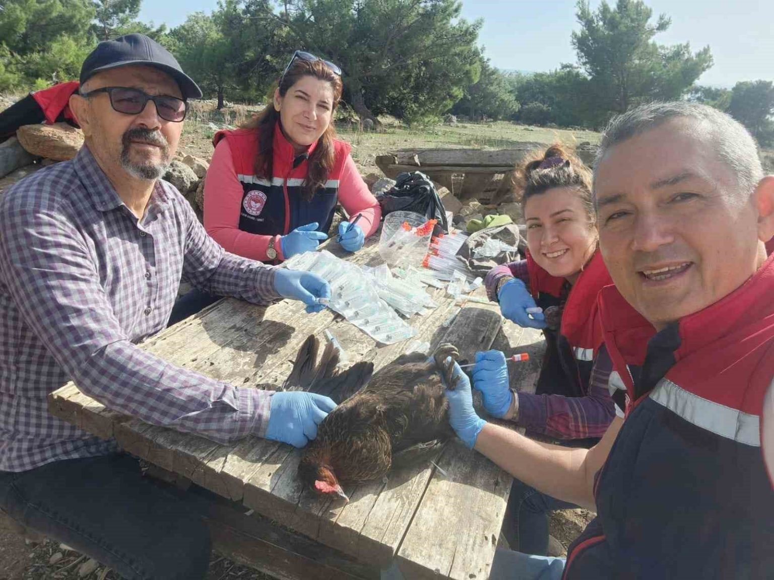 sokede-kirsal-mahallelerdeki-tavuklardan-kus-gribi-numunesi-alindi