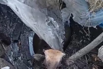 yuksekovada-batakliga-saplanan-inegi-itfaiye-ekipleri-kurtardi