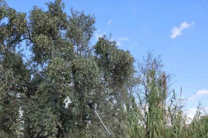 aydinda-yagislarin-ardindan-zeytin-hasadi-basladi