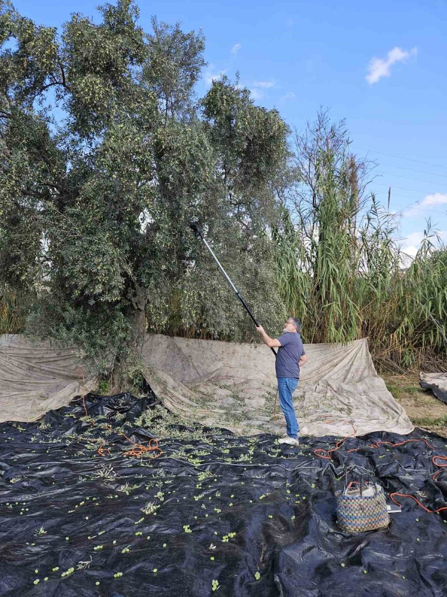 aydinda-yagislarin-ardindan-zeytin-hasadi-basladi