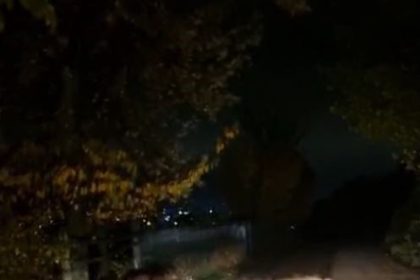 boluda-ac-kalan-domuz-surusu-yola-indi