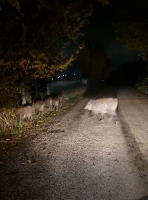 boluda-ac-kalan-domuz-surusu-yola-indi