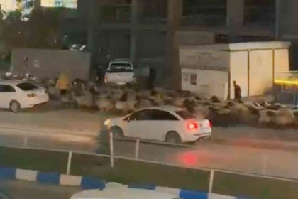 islek-caddede-koyun-surusunun-gecisi-ilginc-goruntuler-olusturdu