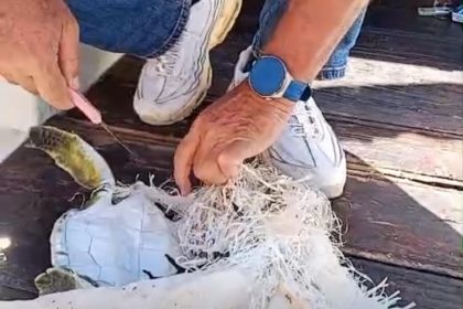 marmaris-korfezinde-cuvala-dolanan-deniz-kaplumbagasini-cevreciler-kurtardi