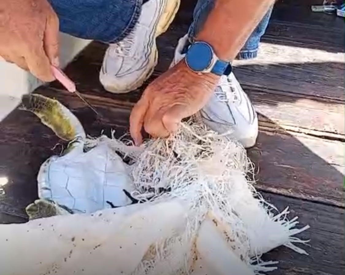 marmaris-korfezinde-cuvala-dolanan-deniz-kaplumbagasini-cevreciler-kurtardi