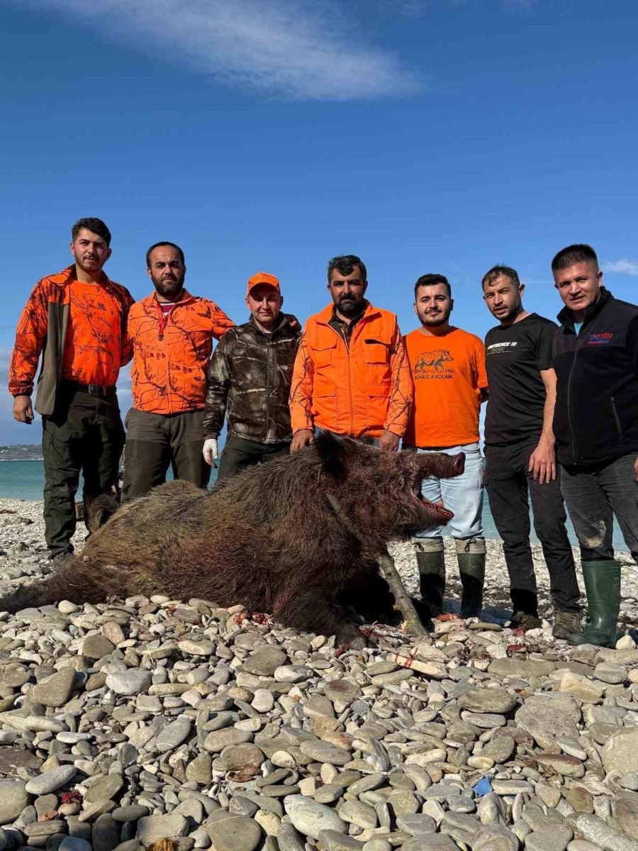 sinopta-avcilar-300-kiloluk-domuz-avladi