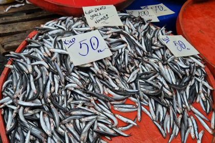 tekirdagda-hamsinin-kilosu-50-liraya-kadar-dustu