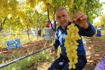 uzum-fiyatlarindaki-dusus-ureticileri-tedirgin-etti