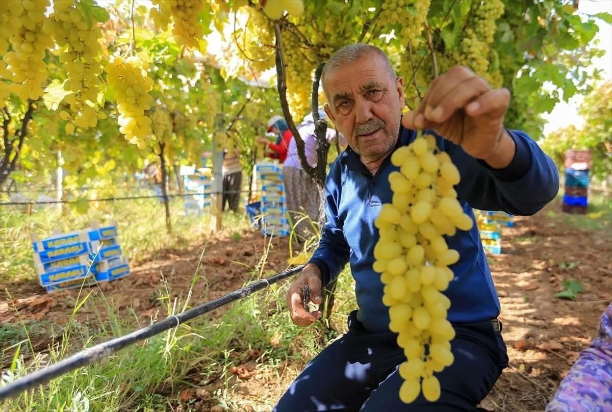 uzum-fiyatlarindaki-dusus-ureticileri-tedirgin-etti