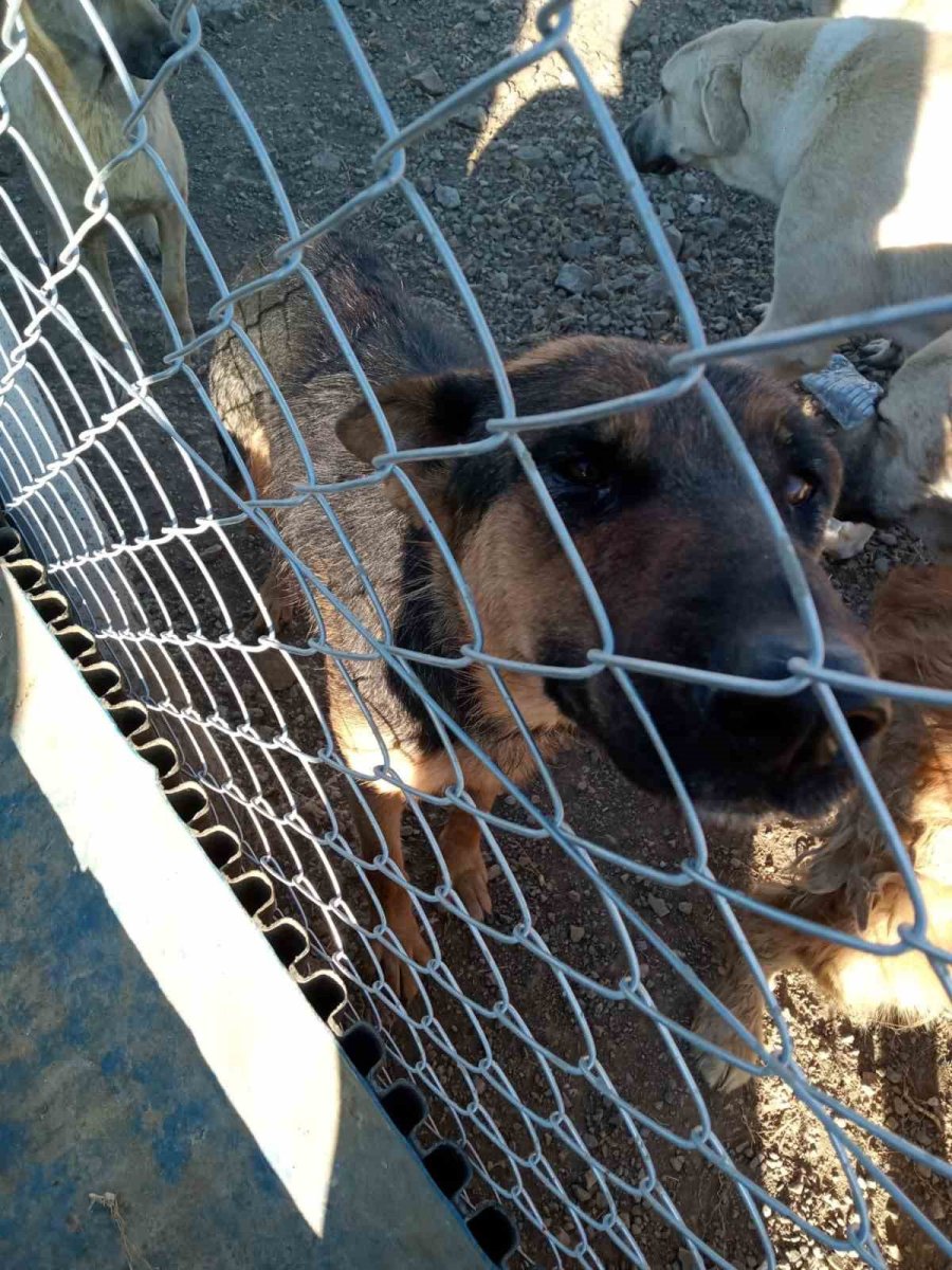 yozgatta-kopege-siddet-uygulayan-sahis-gozaltina-alindi