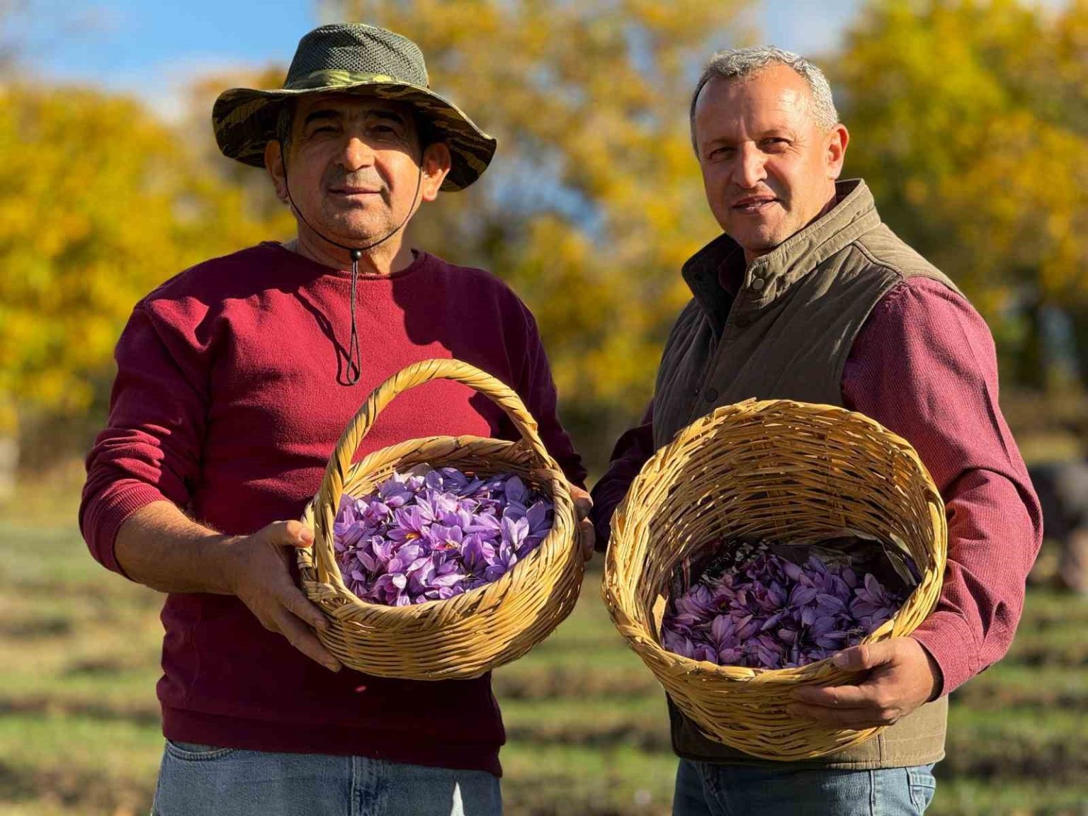 ab-tescilli-safranin-hasadi-suruyor