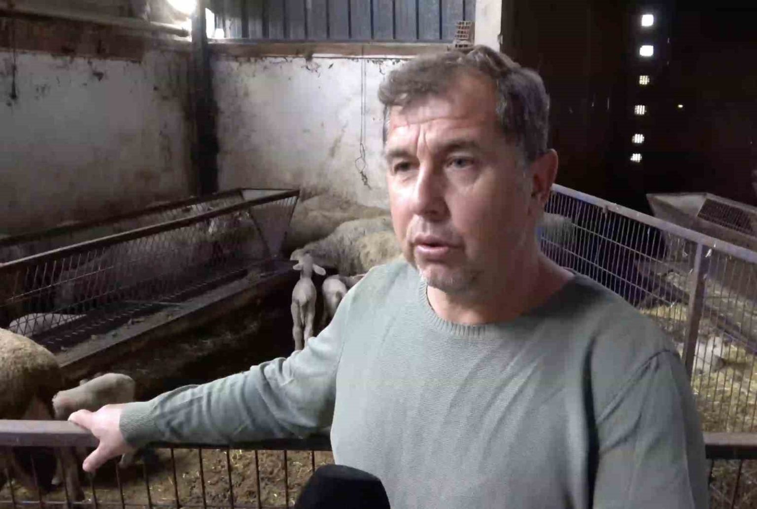 annesi-ve-kardesleri-olen-kuzunun-yurek-burkan-hikayesi