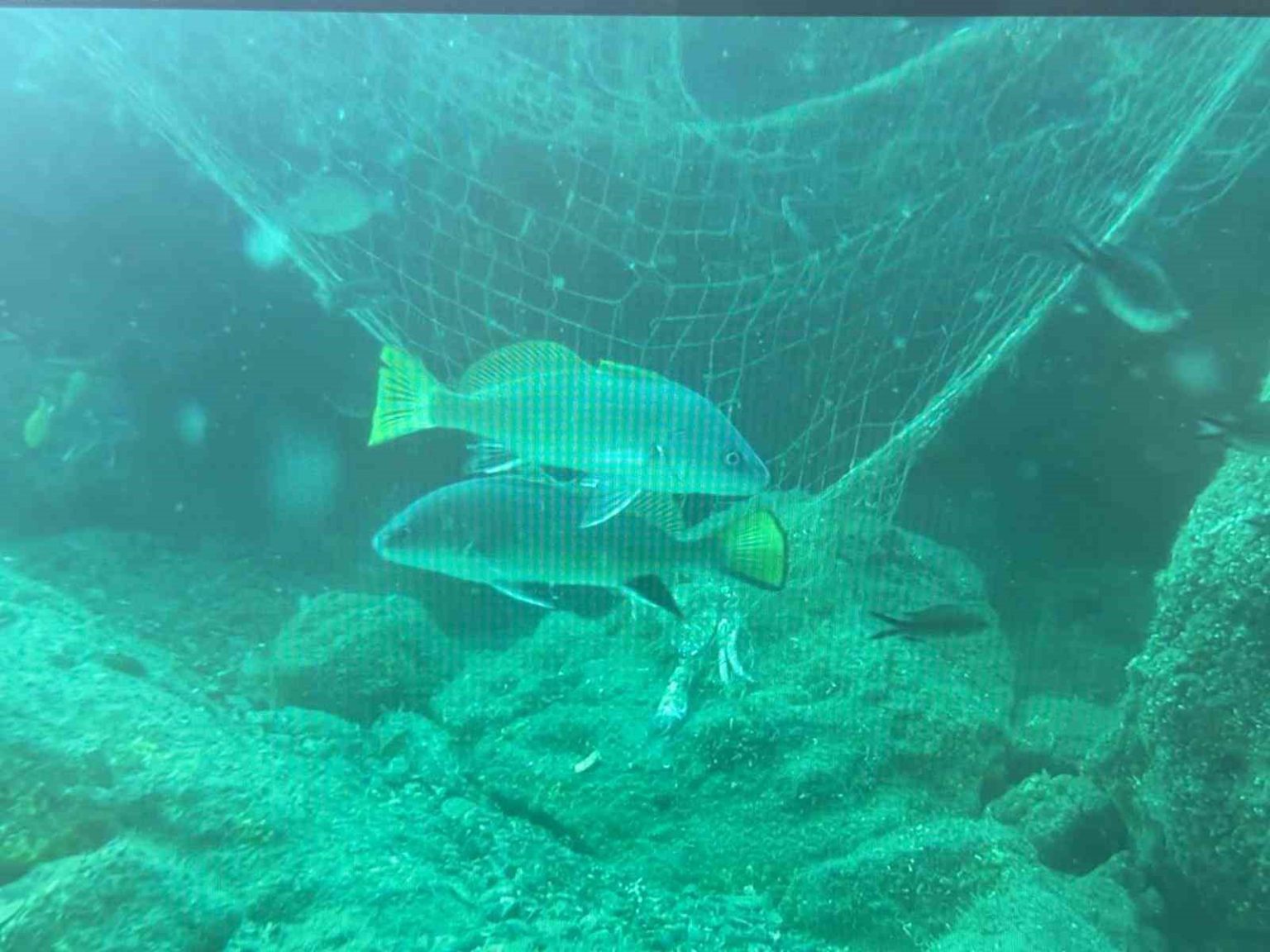 denizlerin-sessiz-katili-hayalet-aglar