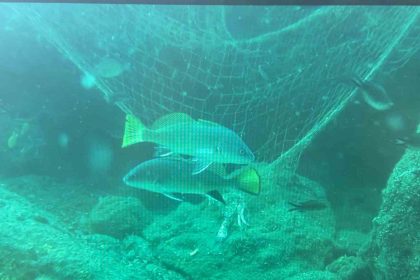 denizlerin-sessiz-katili-hayalet-aglar