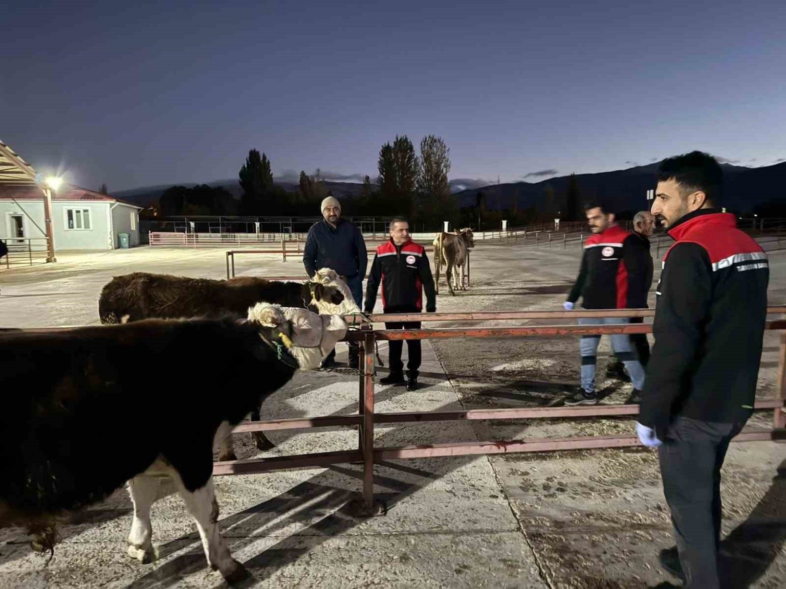 erzincan-canli-hayvan-pazari-yeniden-acildi