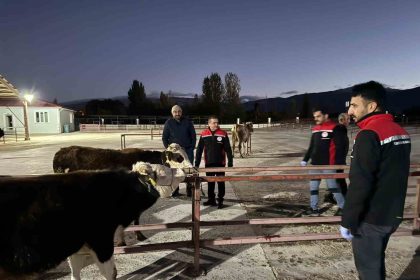 erzincan-canli-hayvan-pazari-yeniden-acildi