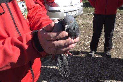 havalandirma-boslugunda-4-gundur-mahsur-kalan-guvercin-kurtarildi