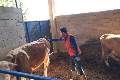 koskte-buyukbas-hayvanlarda-sap-asilamasi-suruyor