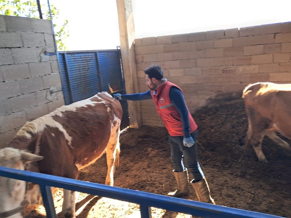 koskte-buyukbas-hayvanlarda-sap-asilamasi-suruyor