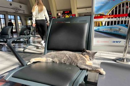 soguktan-kacan-patili-misafir-gar-koltugunda-gunes-keyfi-yapti