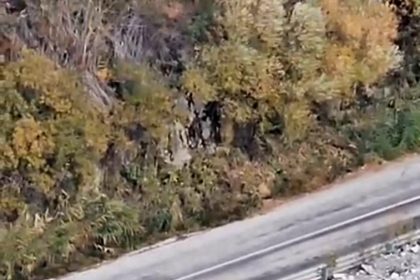 yuksekovada-domuz-surusu-goruntulendi