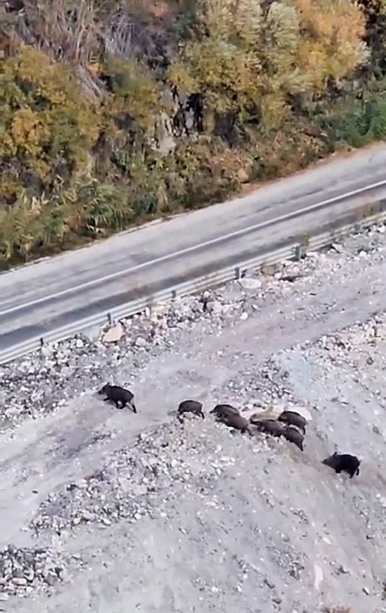 yuksekovada-domuz-surusu-goruntulendi