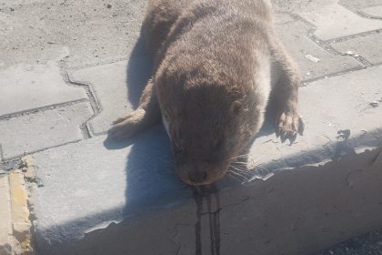 aracin-carptigi-su-samuru-telef-oldu