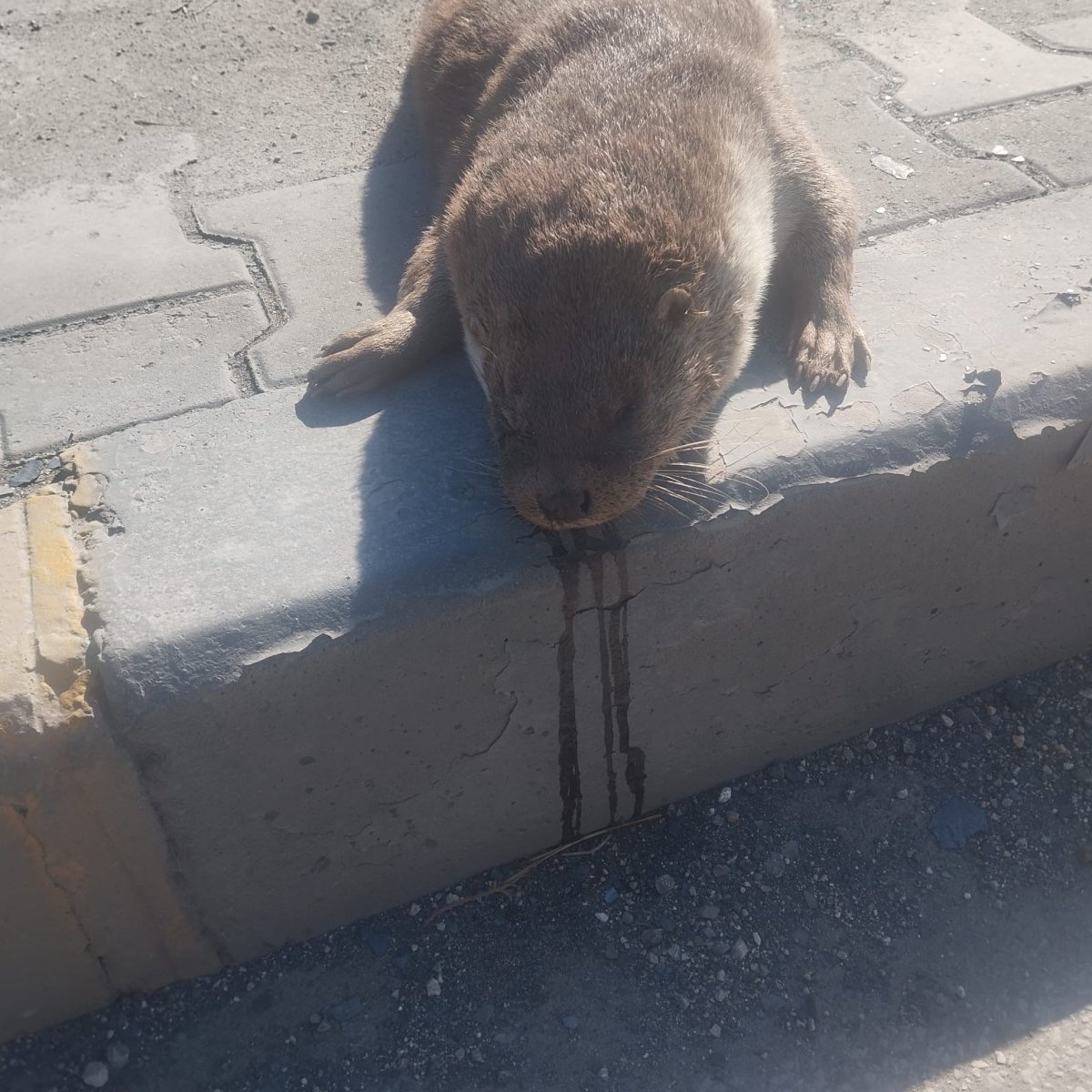 aracin-carptigi-su-samuru-telef-oldu