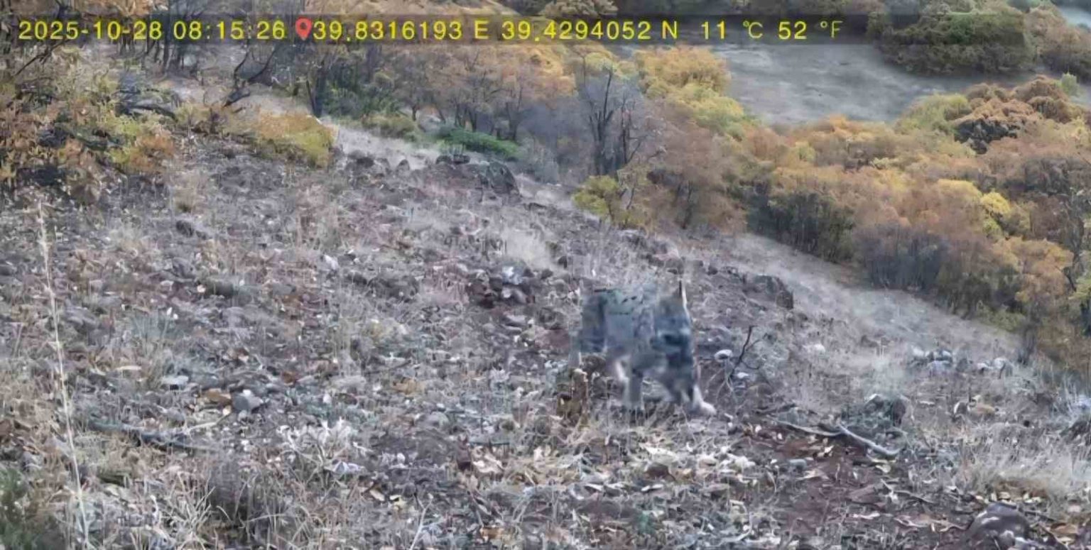 avlanan-vasak-ve-yavrulari-fotokapana-takildi