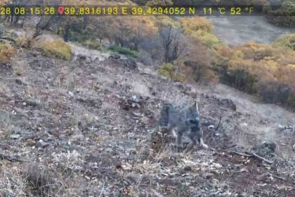 avlanan-vasak-ve-yavrulari-fotokapana-takildi