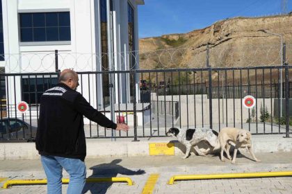 basibos-sokak-kopekleri-toplanarak-barinaga-goturuldu