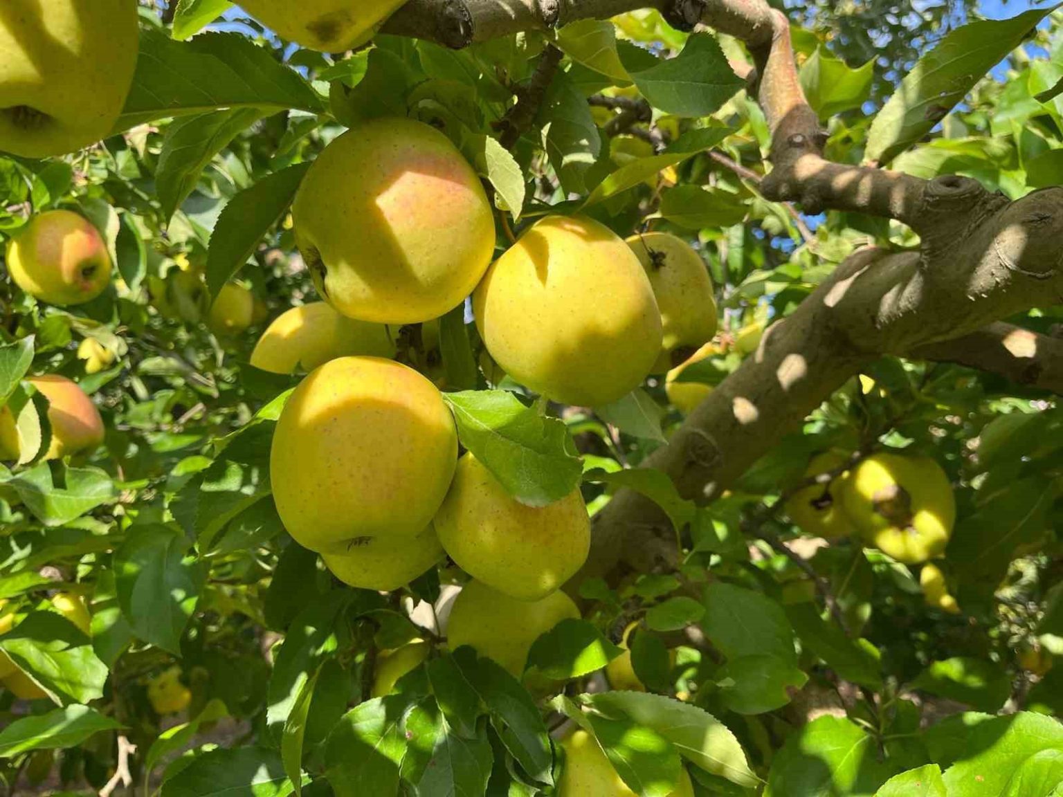 buldanda-elma-hasadi-yuz-gulduruyor