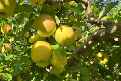 buldanda-elma-hasadi-yuz-gulduruyor