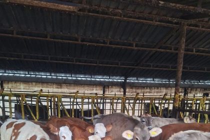 buzagilara-brusella-asisi-uygulandi