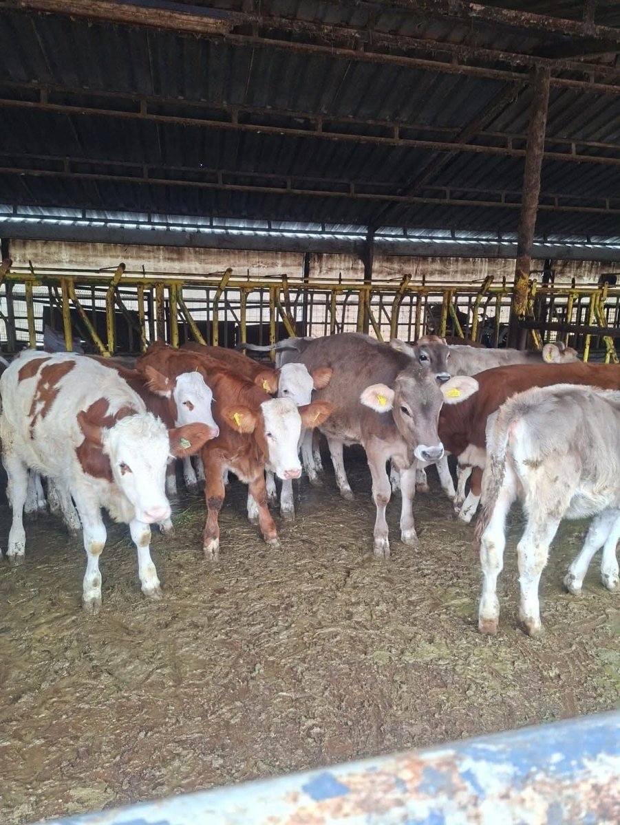 buzagilara-brusella-asisi-uygulandi