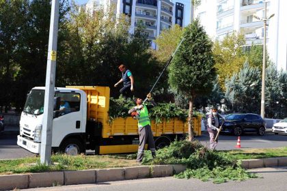 kent-genelinde-agac-budama-calismalari-basladi