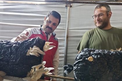 mentesede-istiridye-mantari-uretimine-yerinde-denetim