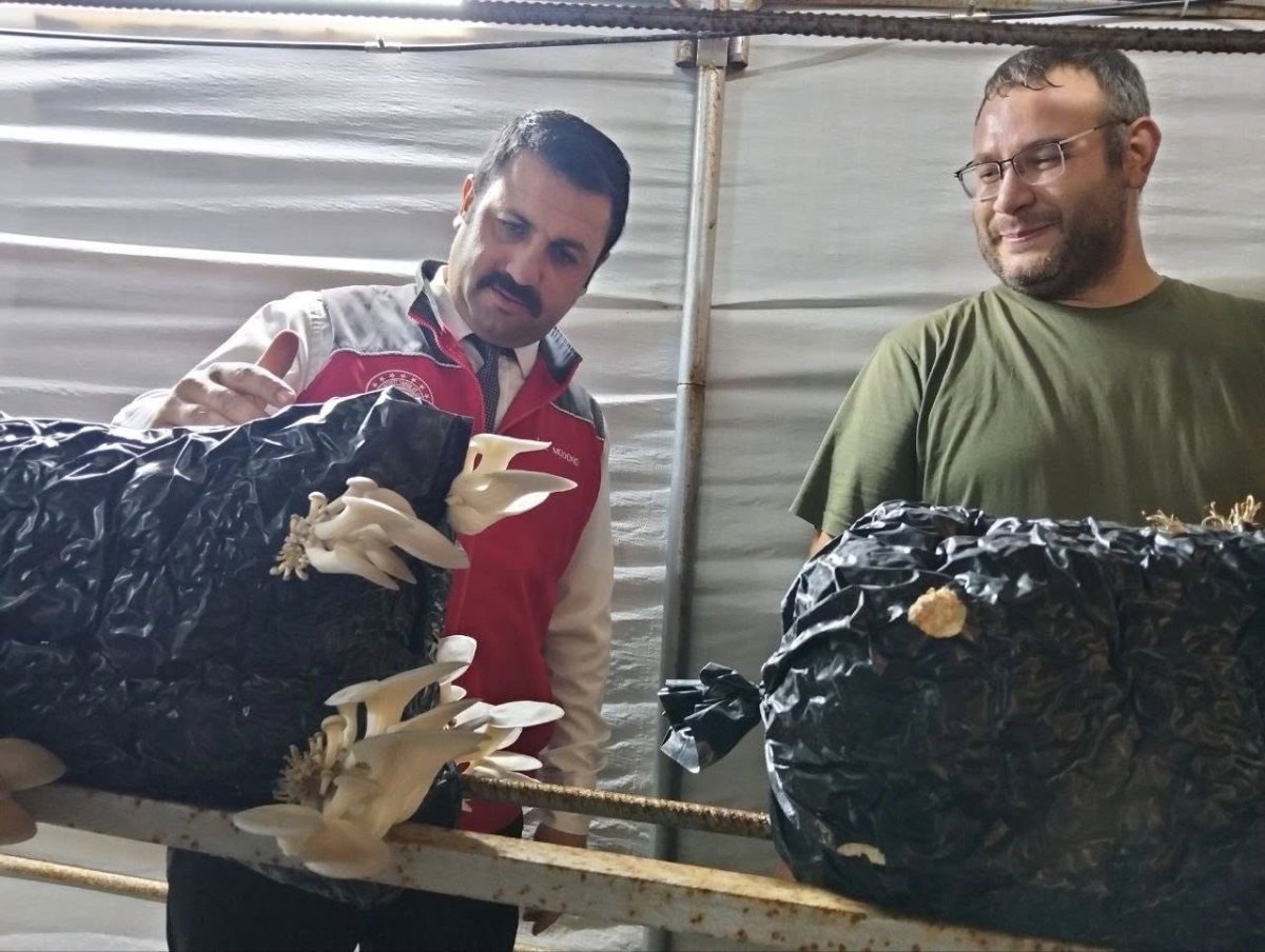 mentesede-istiridye-mantari-uretimine-yerinde-denetim