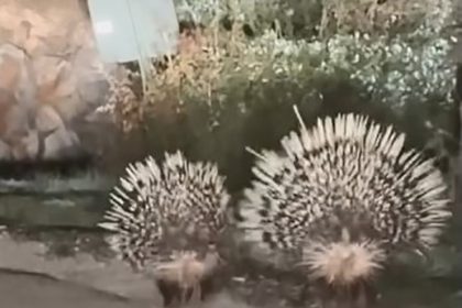 mentesede-oklu-kirpiler-kamerada