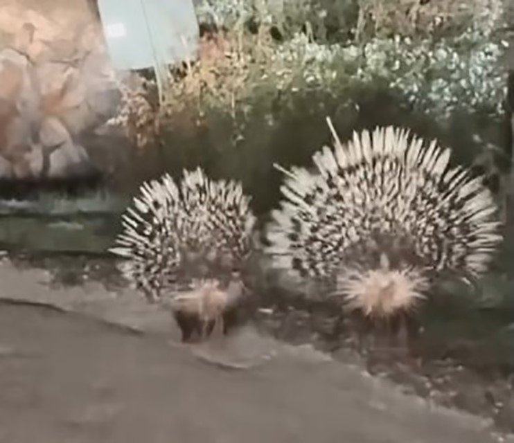 mentesede-oklu-kirpiler-kamerada