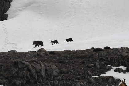 munzur-daginda-nefes-kesen-anlar-boz-ayidan-kacan-dag-kecileri-kamerada