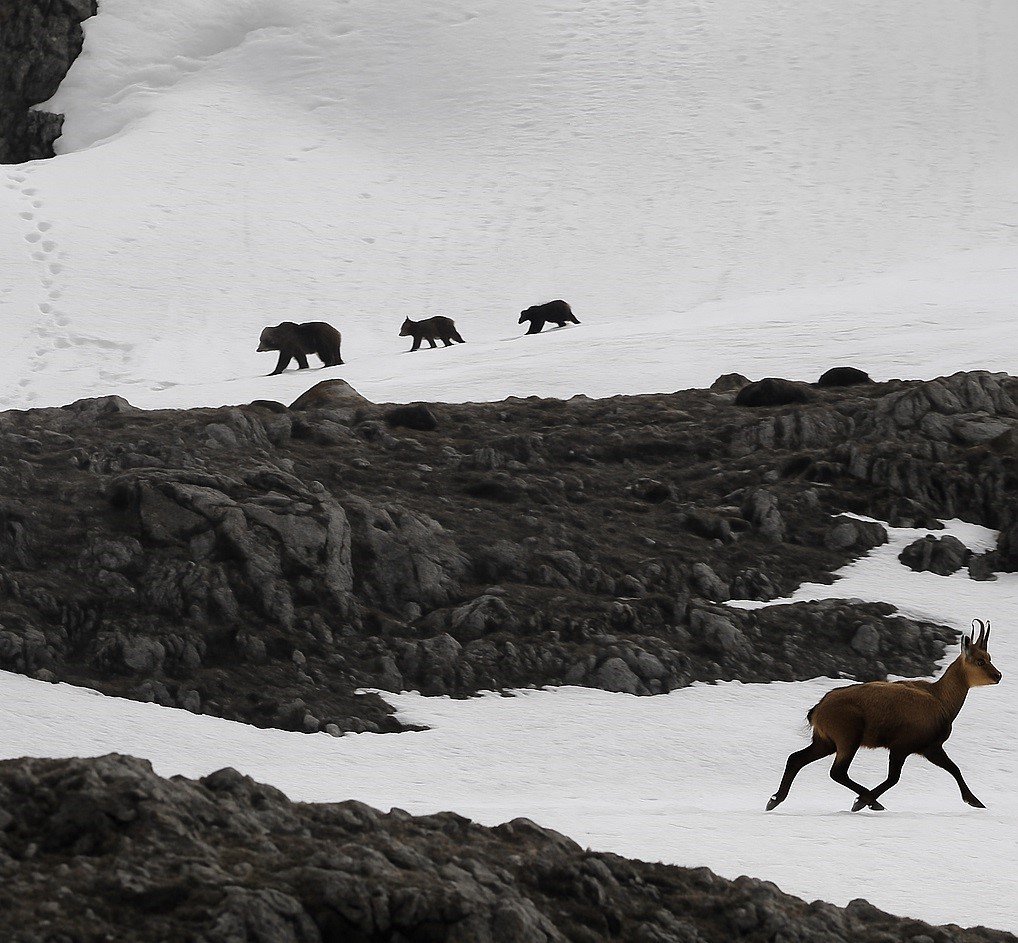 munzur-daginda-nefes-kesen-anlar-boz-ayidan-kacan-dag-kecileri-kamerada