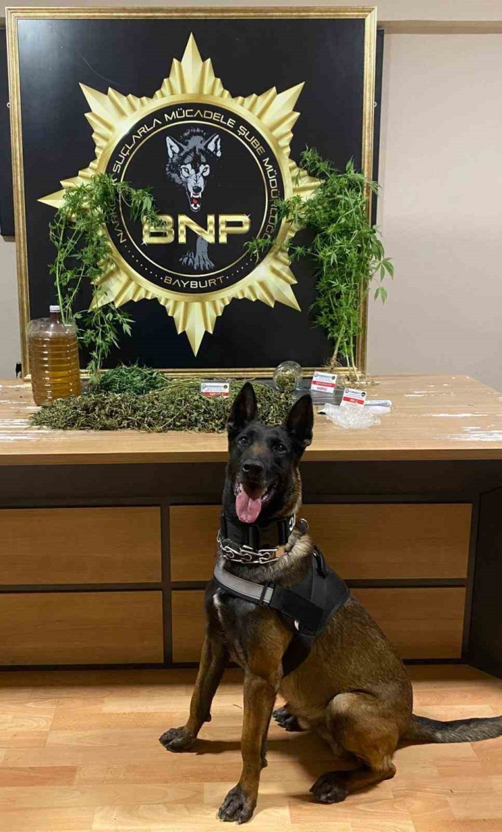 narkotik-kopegi-pablonun-hassas-burnu-esrari-ve-keneviri-yakalatti