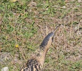 nesli-tukenmekte-olan-guney-amerika-balabani-artvinde-goruldu